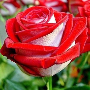 Meet your Posher, Thani